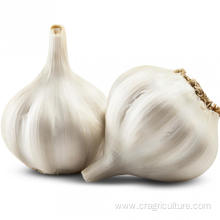 Sell Fresh Vegetable Garlic Bulk Price